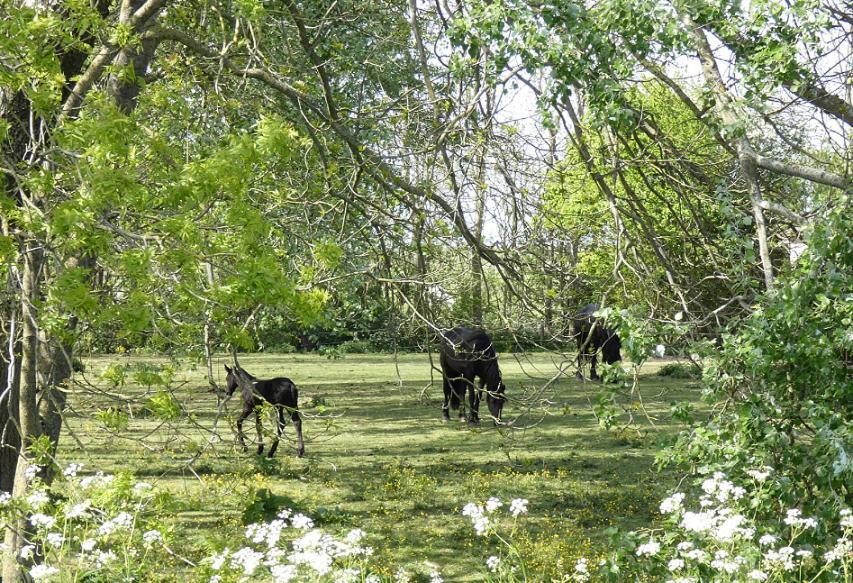 De Fryske Wyn Bed & Breakfast Ferwerd Eksteriør bilde